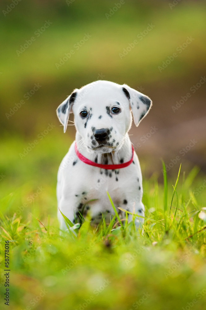 Adorable dalmatian puppy