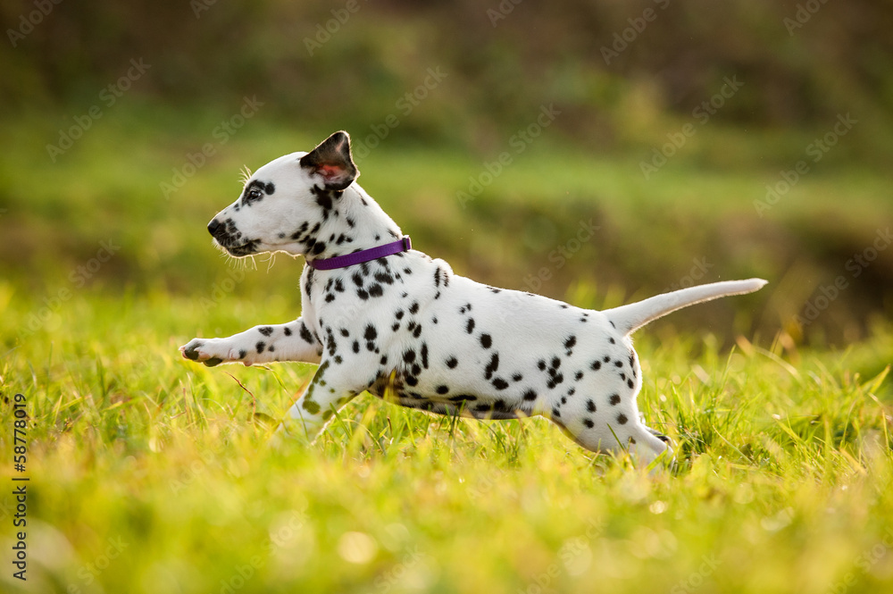 Dalmatian puppy playing in the yard
