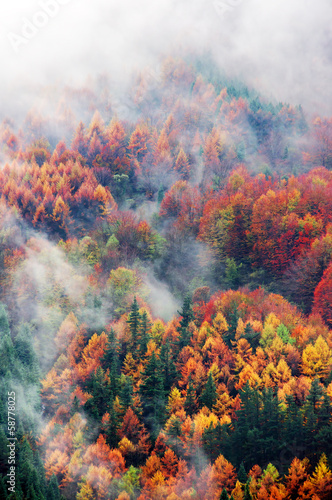 aerial view of forest in autumn with fog and vivid colors