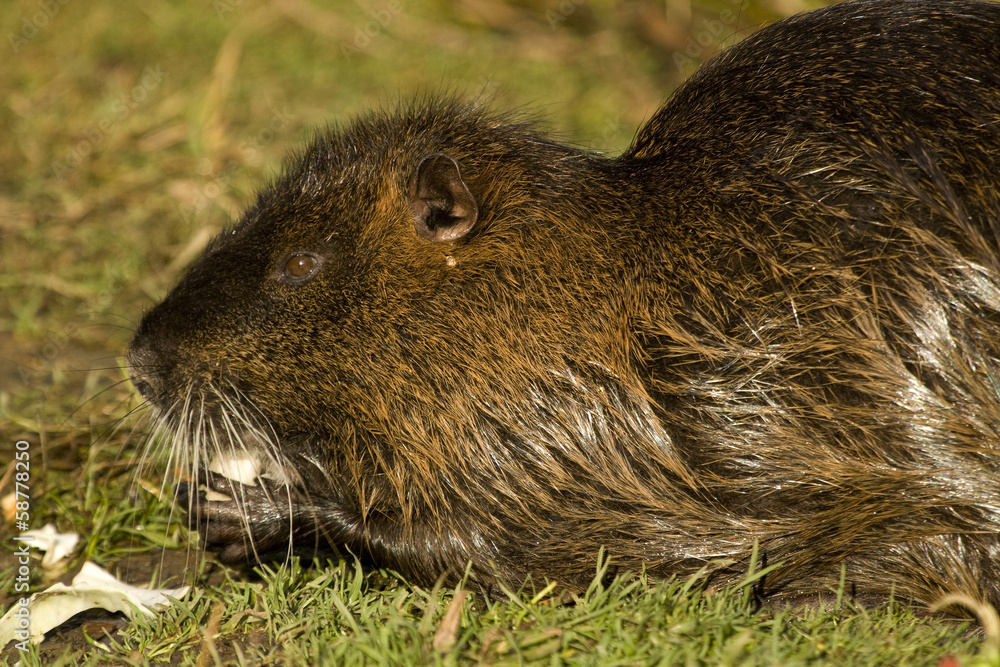 Nutria Nutria