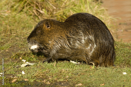 Nutria © Tylinek