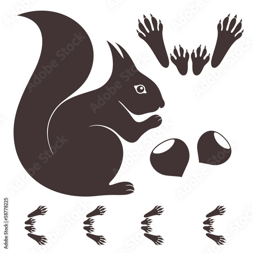 Squirrel