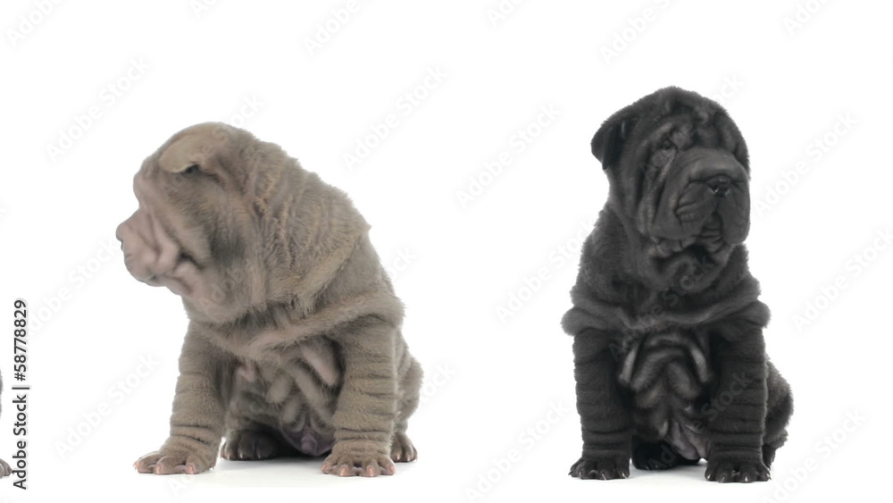 Tracking shot of Shar pei puppies sitting Tracking shot of Shar pei puppies sitting