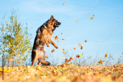 German shepherd dog playing with leaves in autumn photo