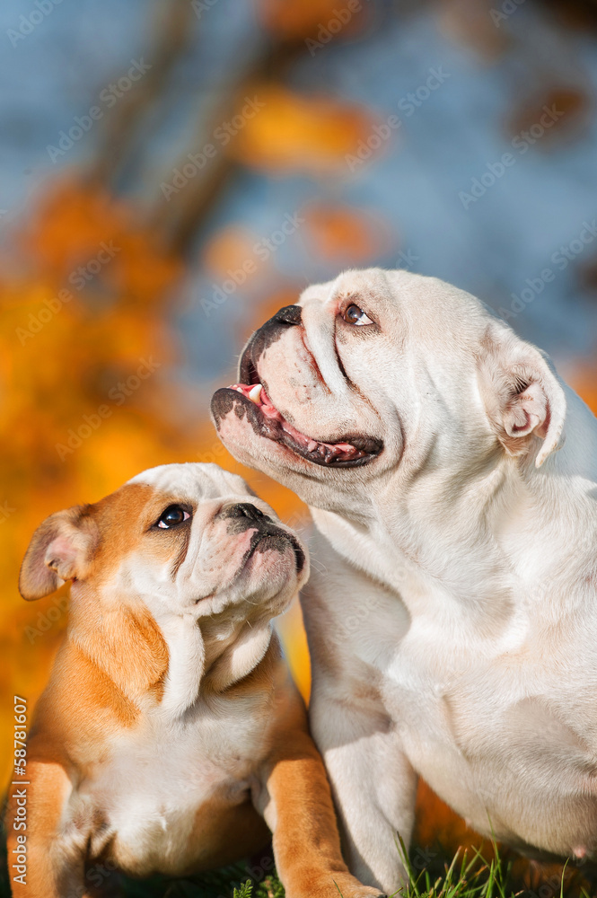 Portrait of english bulldog mother and her puppy in autumn Portrait of english bulldog mother and her puppy in autumn
