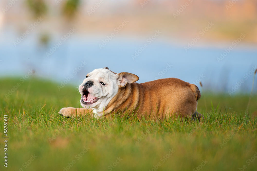 English bulldog puppy playing on the lawn English bulldog puppy playing on the lawn