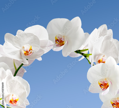 Fototapeta Naklejka Na Ścianę i Meble -  White orchidea