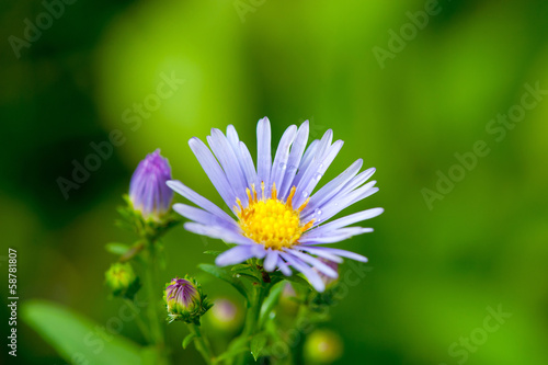 purple flowers