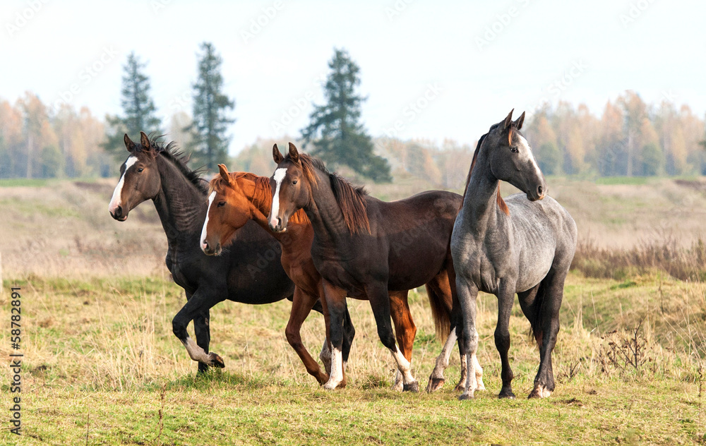 Four beautiful young horses walking at field in autumn Four beautiful young horses walking at field in autumn