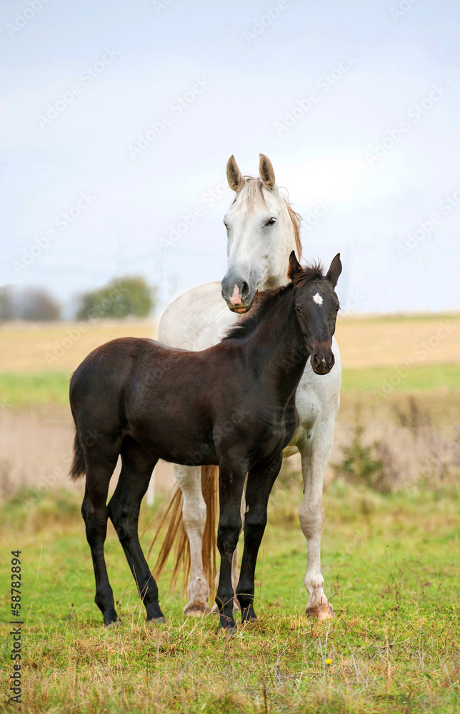 White mare with black foal standing on pasture in autumn