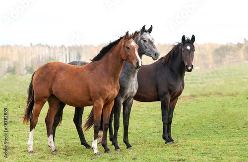 Group of three horses on pasture in autumn
