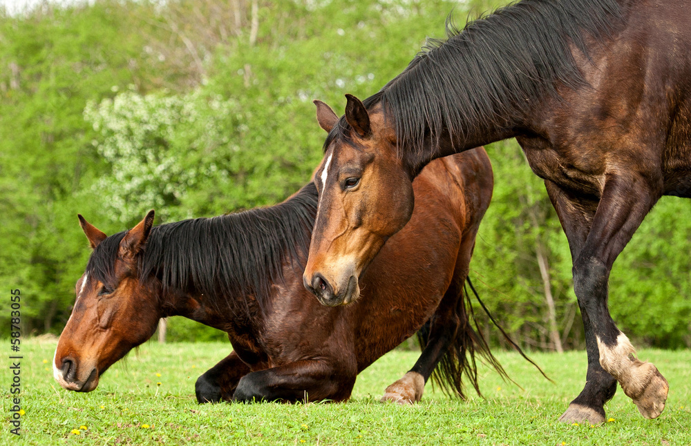 Fototapeta premium Two horses lying down at field in summer
