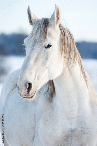 Portrait of white horse in winter