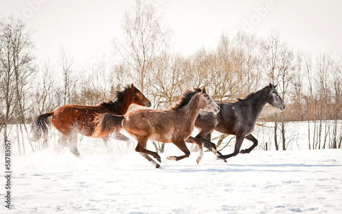 Group of three horses running in winter