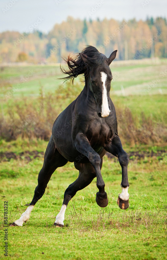 Black stallion running on the meadow Black stallion running on the meadow