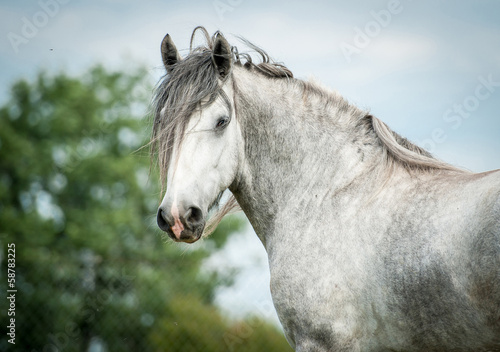 Portrait of beautiful gray shire horse