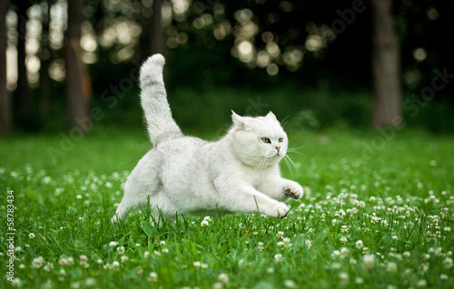 Obraz na płótnie British shorthair cat running in summer w salonie