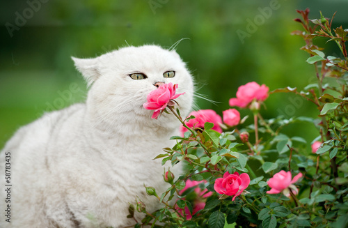 Portrait of british shorthair cat smelling the flowers