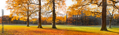 The bright colors of autumn trees. Dry leaves in the foreground.