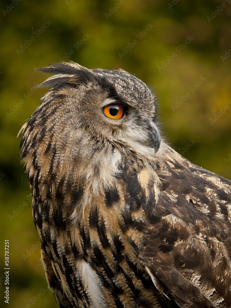Portrait of a Eurasian Eagle-Owl (bubo bubo) Portrait of a Eurasian Eagle-Owl (bubo bubo)
