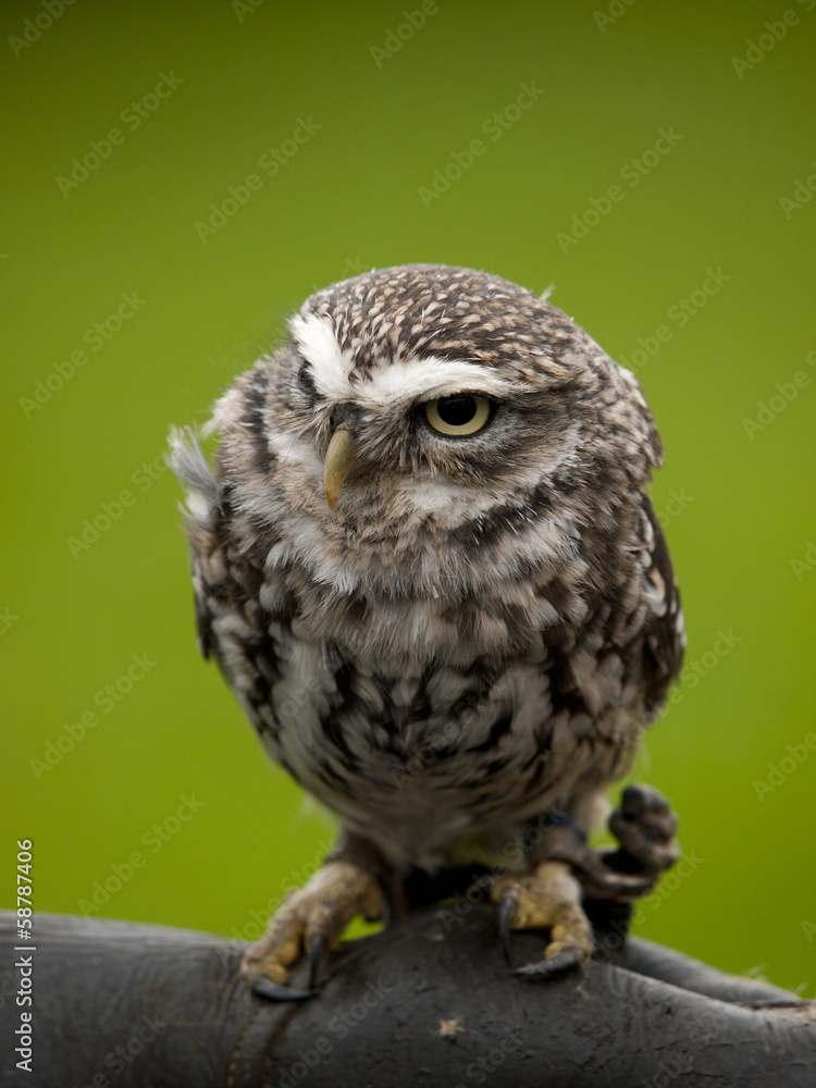 Obraz premium Angry looking little owl (athene noctua) perched on a branch