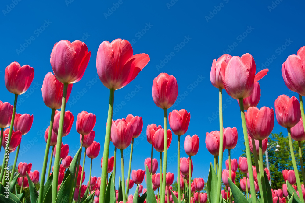Tulip flowers Tulip flowers