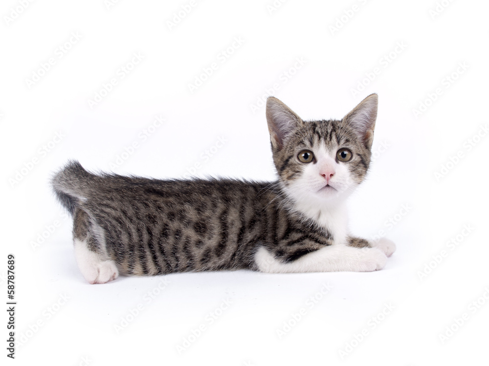 Young ten weeks old shorthaired grey and white striped kitten