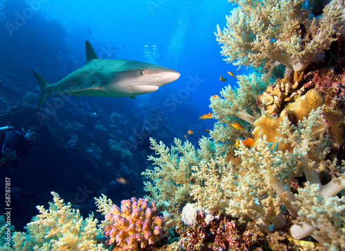 Underwater image of coral reef with shark and divers