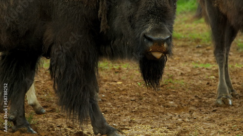 American Buffalo grazing, USA photo