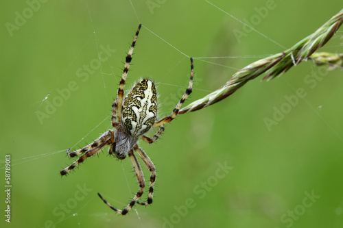 Spider. © Igos