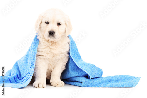 Fototapeta Naklejka Na Ścianę i Meble -  Little labrador retriever dog covered with blue towel