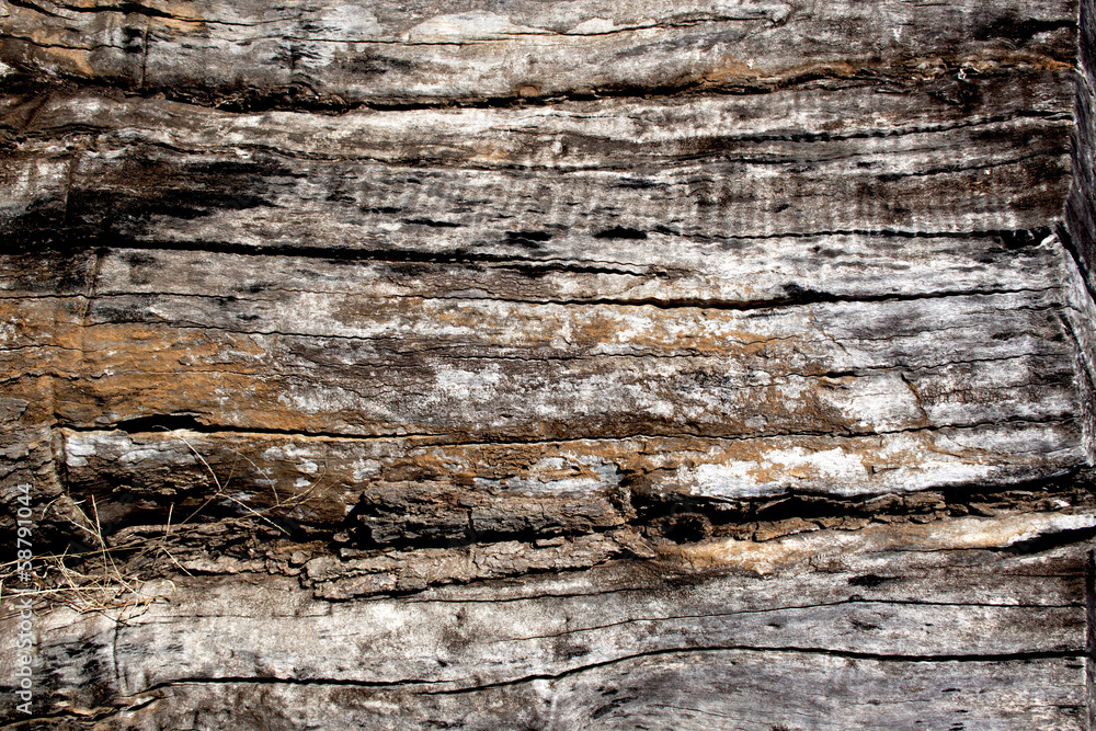 Extreme Close Up of Wood Texture on Decaying log Extreme Close Up of Wood Texture on Decaying log