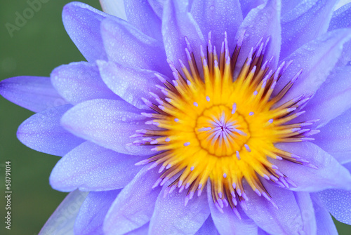Close up violet water lily