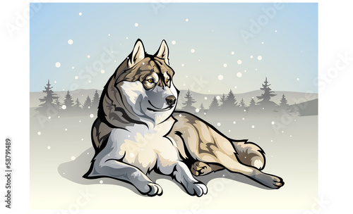 wolf in the woods