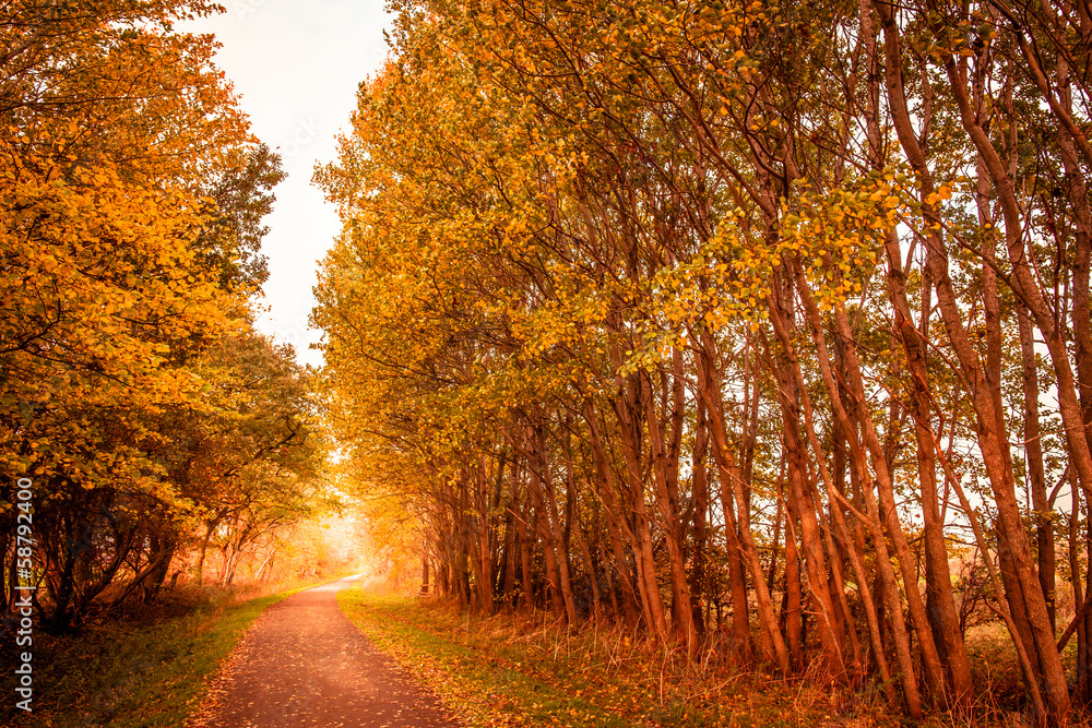 Fototapeta premium Jesienny krajobraz