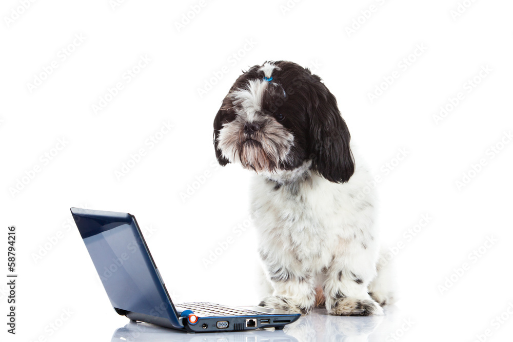 Shih tzu with computer isolated on white background dog Shih tzu with computer isolated on white background dog