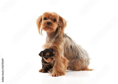 Two lovely young puppies of the Yorkshire Terrier on white backg © dionoanomalia