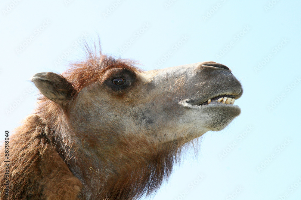 Fototapeta premium Camels