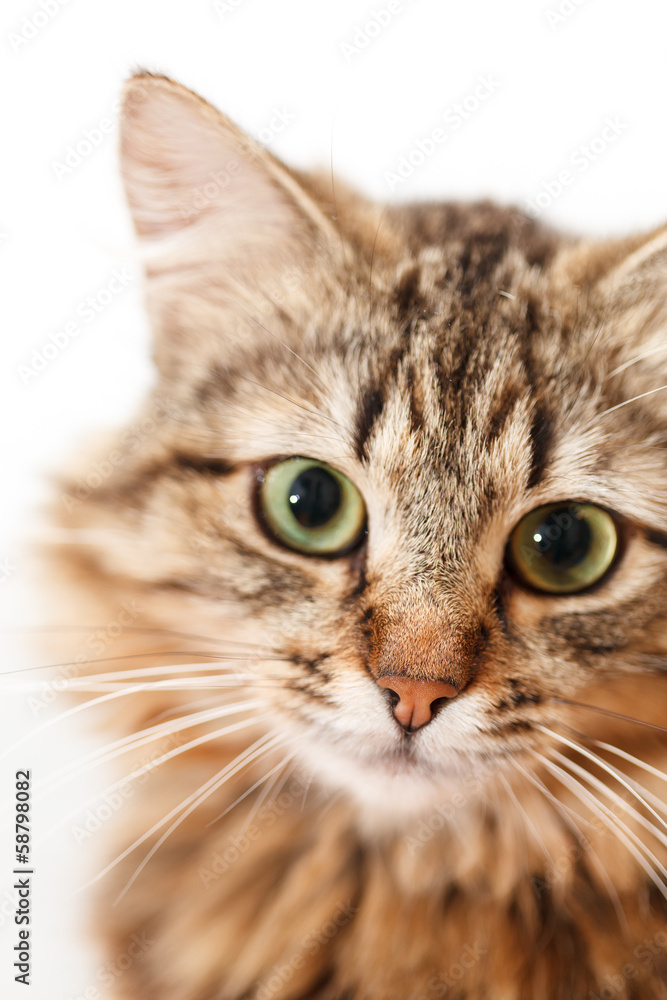 nice cat nice cat
