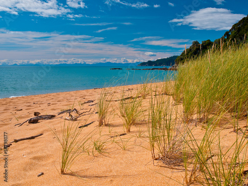 Bright Colored Dune Grass photo