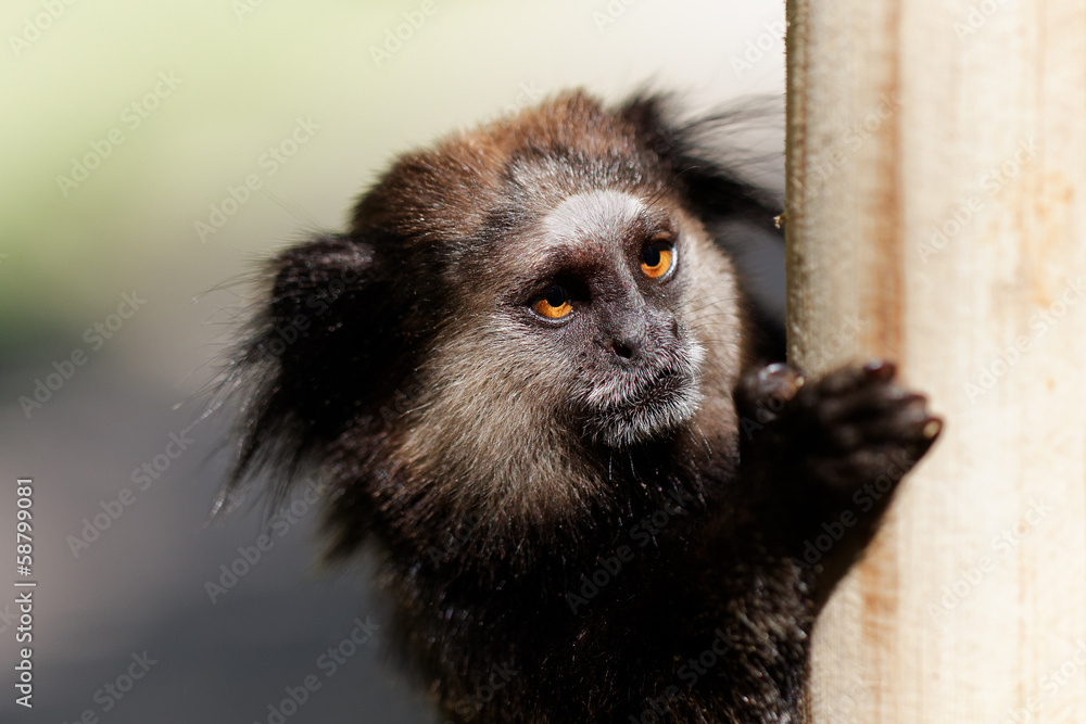 Black Lion Tamarin hung on a post Black Lion Tamarin hung on a post