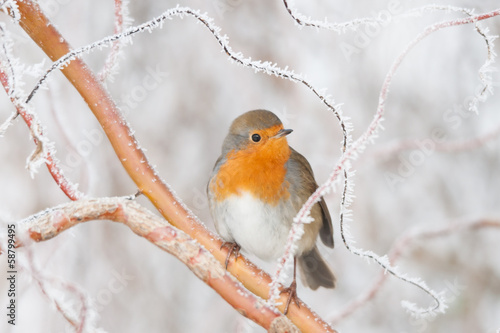 frosty robin