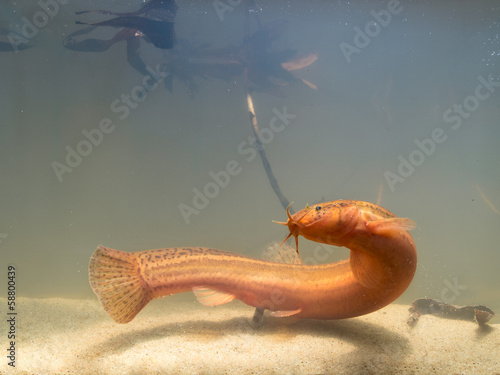 European weather loach photo