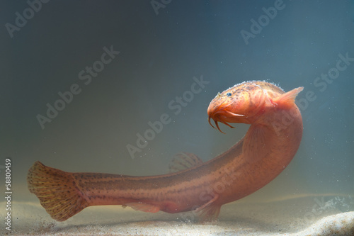 Photos Weather loach swimming
