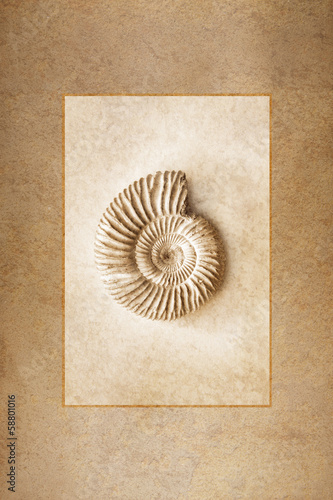 Ammonite Fossil