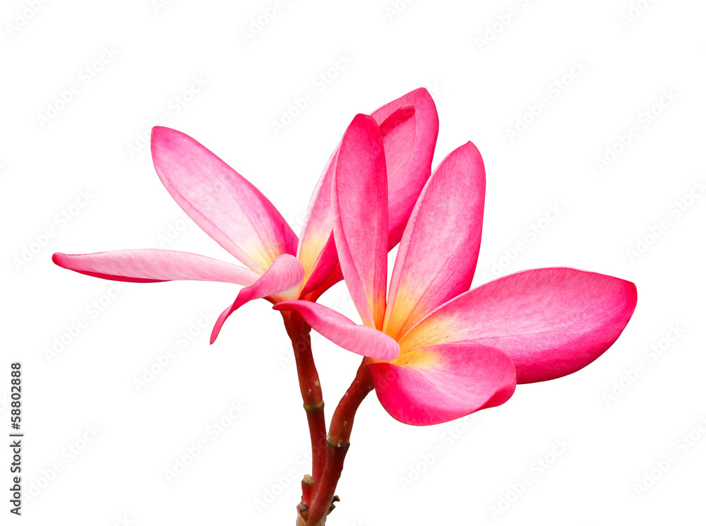 Fototapeta premium Pink plumeria flowers on white background