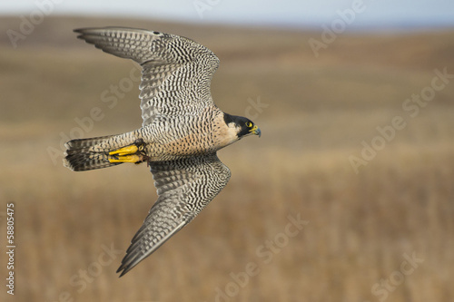 Peregrine Falcon фототапет