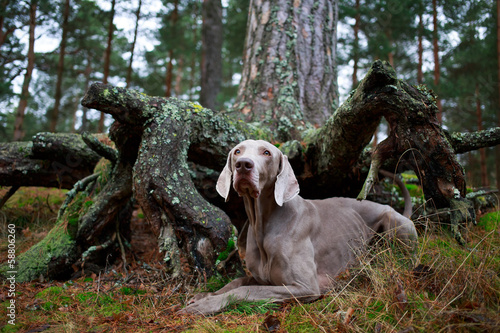 Fototapeta Naklejka Na Ścianę i Meble -  weimaraner dog and dry tree