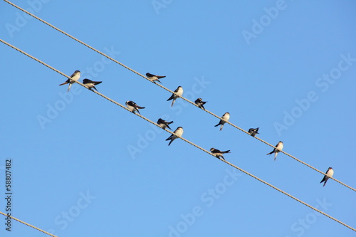 Swallows. Wire.