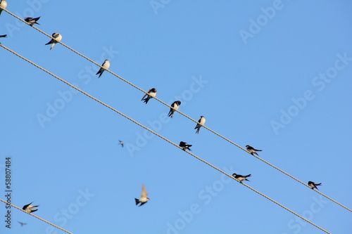 Swallows. Wire.